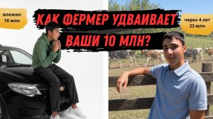 Как вложиться в животноводство и не пасти скот самому? Полный разбор проекта