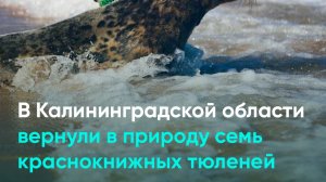 В Калининградской области вернули в природу семь краснокнижных тюленей