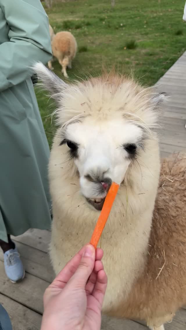 Ламочка!