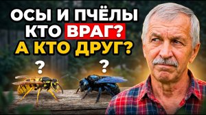 Осы и пчёлы-плотники - кого в саду убивать, а кого беречь?