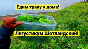 Едим траву у дома! Лигустикум Шотландский