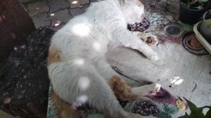 Кот и цветы.