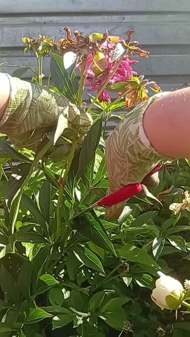 КАК ПРАВИЛЬНО ОБРЕЗАТЬ ПИОНЫ ПОСЛЕ ЦВЕТЕНИЯ  #сад #дача #цветы #shorts #garden