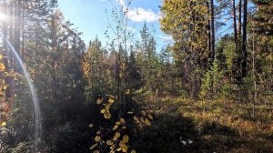 В ТАЁЖНУЮ ИЗБУ С НОЧЁВКОЙ. РАЗЖЁГ ПЕЧЬ В ИЗБЕ И ОБАЛДЕЛ. ТАЁЖНЫЙ БЫТ. ОХОТА НА СЕВЕРЕ