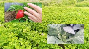 29-06-2026 Капуста завязывает качаны.Картошка зацветает.Перец спеет...идут дожди