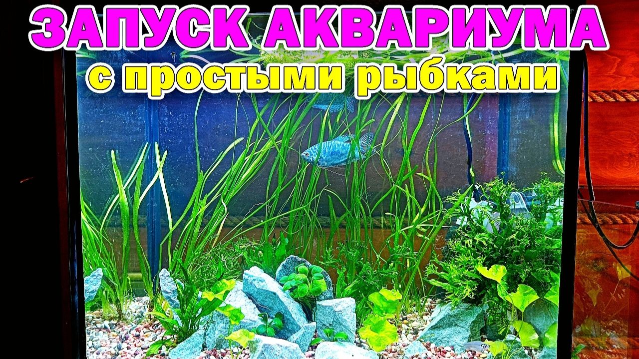 Запуск простого аквариума для простых рыбок смотреть онлайн