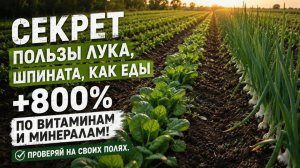 Лук и шпинат с пользой до +800%? Проверяем на реальном участке