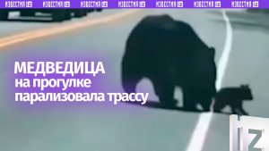 KPI: довести всех живыми. «Декретные» будни одной медведицы попали на видео