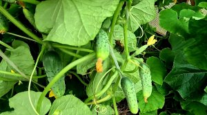 🥒 Как не остаться без УРОЖАЯ ОГУРЦОВ в такую погоду!!