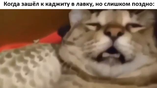 Когда зашёл к каджиту в лавку, но слишком поздно.