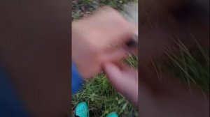 за грибами в лес