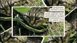 ДНЕВНИК лесного кота Барсика 22-06-2026