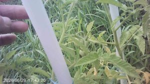 Для предотвращения поломки ветвей томатов привязываю их к колышкам (шпалерам)