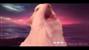 Blinging Lights (Cats meme)