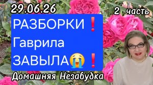 2 часть. РАЗБОРКИ❗️Гаврила ЗАВЫЛА😭❗️