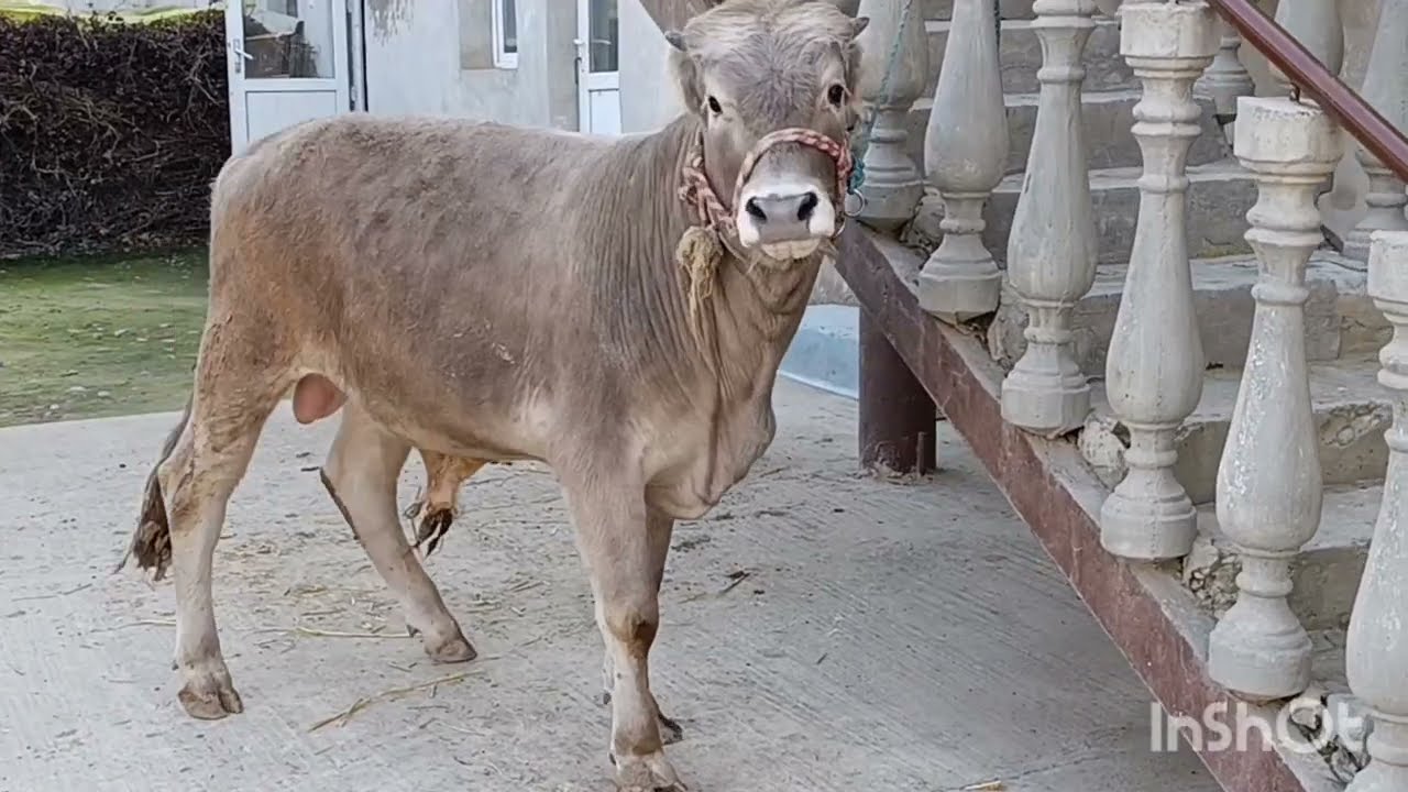 Савдо шид ✅ 2 Сар БУКАЧАИ ШВЕДИ ОРИГИНАЛ ☎️ 557777698 смотреть онлайн