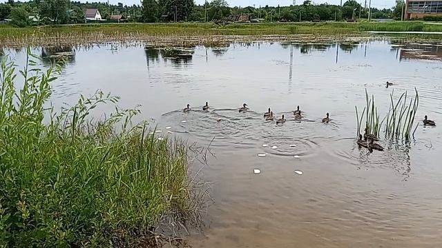 29-06-2026 18+ распаковка чек. Черкашки пишите с трезву. не чего не понятно смотреть онлайн