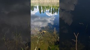 маленький  рассказ  о пруде  номер 1  аэродромном