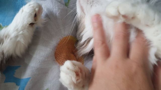 ТРИ КОШЕЧКИ ОТДЫХАЮТ🤗🥰💥 смотреть онлайн