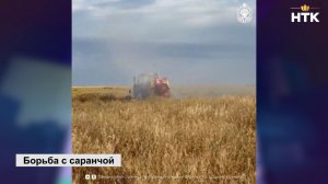 В борьбе с саранчой задействовано 109 единиц техники, в том числе 5 бортов сельскохозавиации