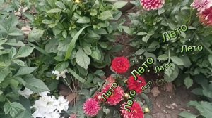 **СОЛНЕЧНОЕ ЛЕТО ДЛЯ ТЕБЯ**ПО УЛИЦЕ ЛЕНИНГРАДСКОЙ. ЦЕНТР ГОРОДА.