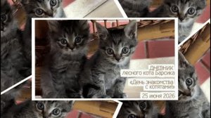 ДНЕВНИК лесного кота Барсика «День знакомства с котятами!» 25.06.2026