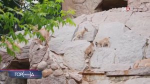В Московском зоопарке показали малышей дагестанских туров