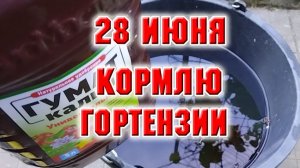 28 июня. Подкормка гортензий