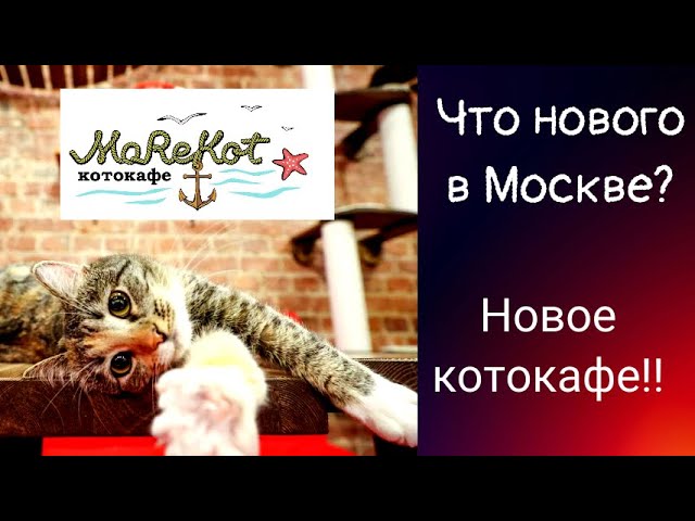 Мурчащее кафе с милыми котиками.Котокафе «MoreКот» .