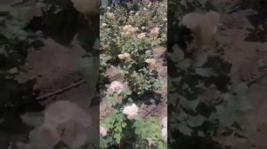 Юра Шатунов. Белые розы