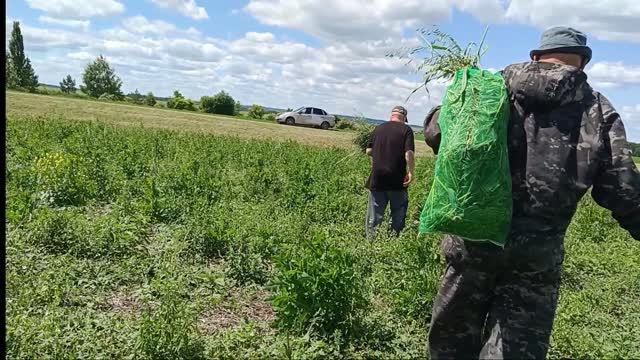 МУЖ УСПОКОИЛСЯ, К ЗИМЕ ГОТОВИТЬСЯ смотреть онлайн