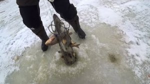 Рыбалка на хапуги. Туда залезли, а назад не идут. Полные рыбы.