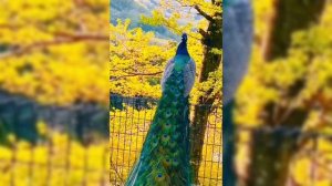 Красавцы павлины.