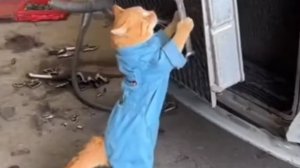 Котик плохой работник 😁