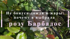 Не боится дождя и жары: почему я выбрала розу Барбадос