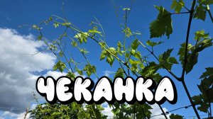 ЧЕКАНКА ПОБЕГОВ винограда. 2026 год.