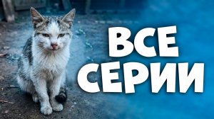 Спасение котика с раной на шее. Все серии подряд / SANI vlog