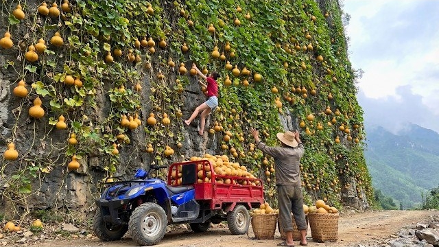 Сбор тыквы на скале и продажа на рынке. Собираем траву всем селом. Серия 36 смотреть онлайн