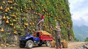 Сбор тыквы на скале и продажа на рынке. Собираем траву всем селом. Серия 36