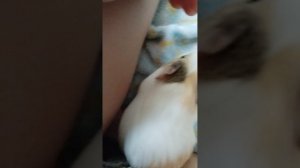 МАРСКАЯ★СВИНКА