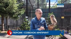 В ивановском зоопарке растет совенок — импринт