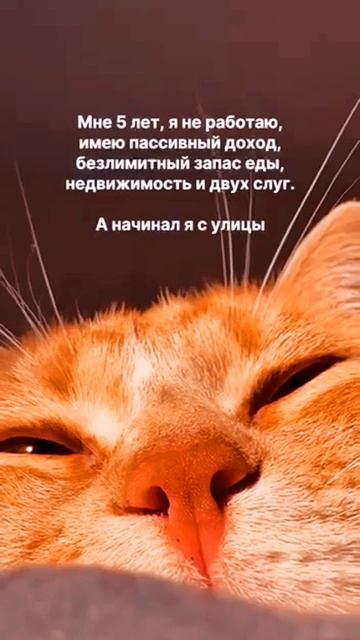 авторитет 😹😹😹