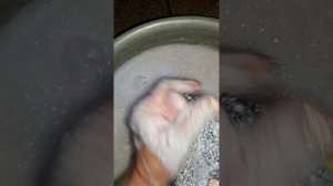 11251.mp4