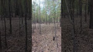 прогулка по лесу и луговому полю. Болталка и отдых