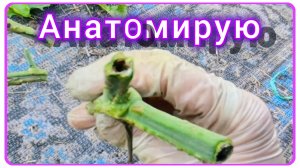 Болезни томатов 🍅ЭТО НЕКРОЗ 😩