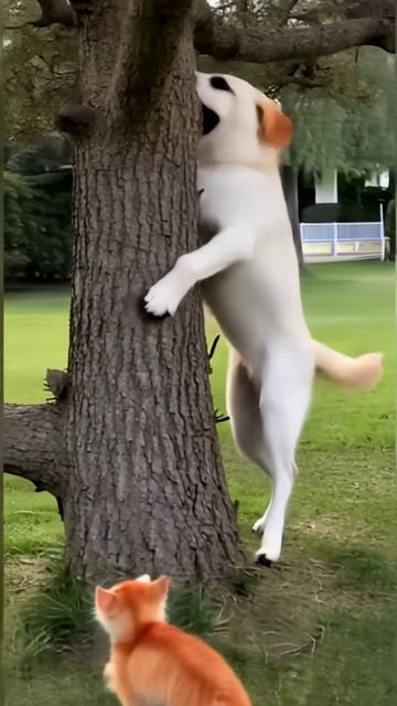 Кошки и собаки