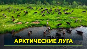 Ямальские коровы вышли на летний выпас