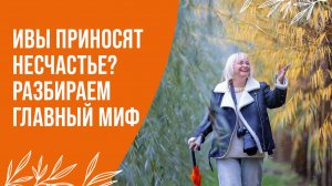 Ивы в саду: дерево печали или дерево жизни?
