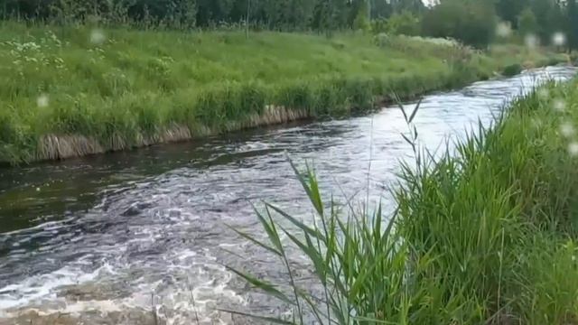 ВЕСЕННИЙ ЛЕС . 1000004006.mp4 смотреть онлайн