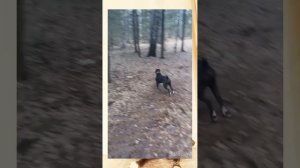 Песня«ФАС», про моего друга 🤗